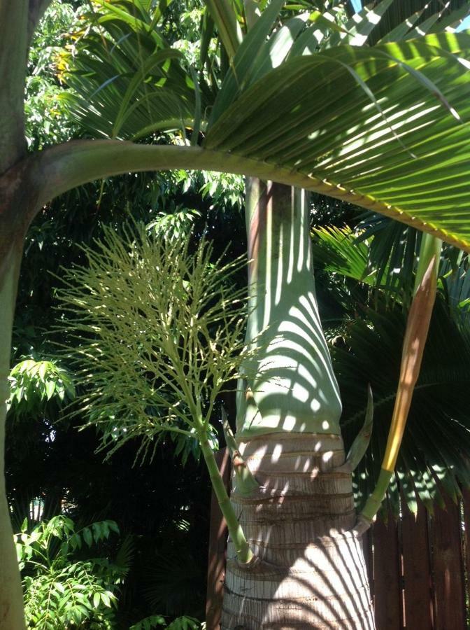 2 Chambres Avec Piscine Dans Maison Creole Saint Pierre Exterior foto